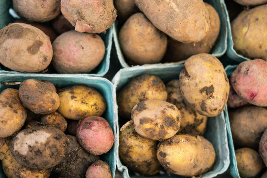 overhead view of various potato varieties 