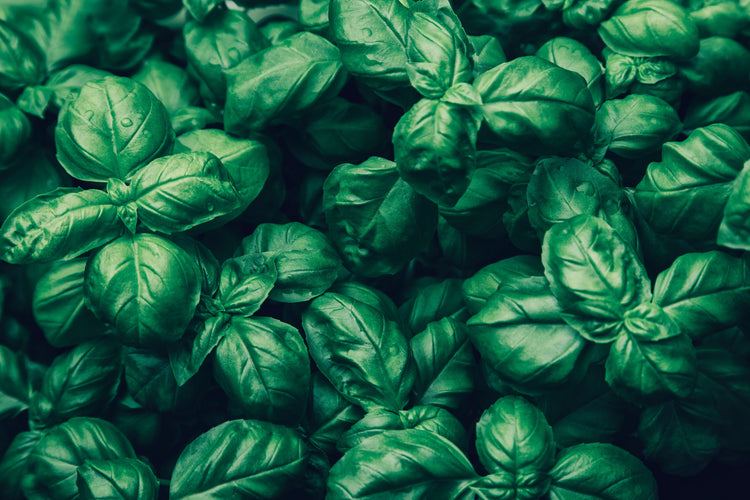 Fresh Basil Leaves