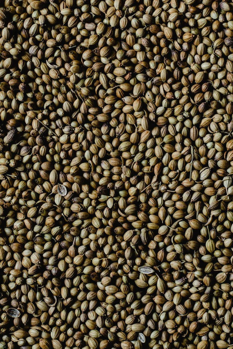 Dried Coriander Seeds