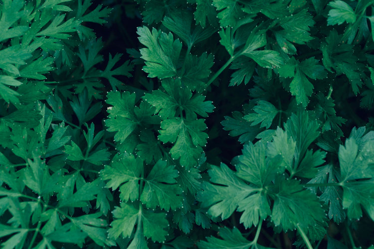 Fresh Parsley Leaves